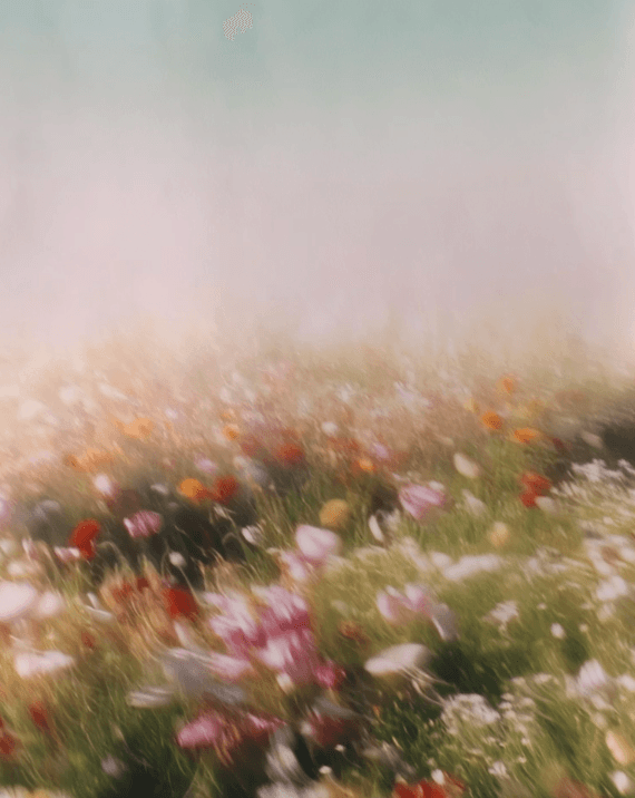 Flower field